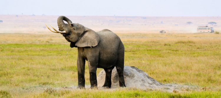 Elephant playing in dirt