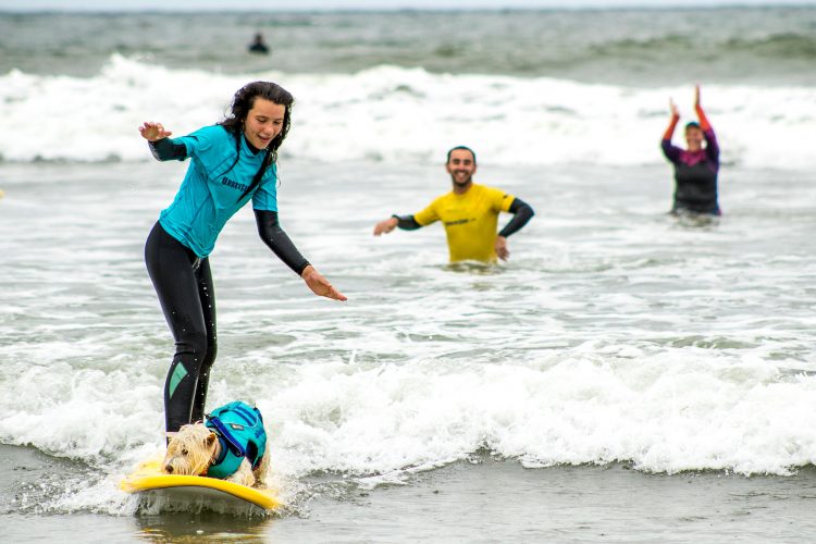 dog on surfboard surf fundraiser