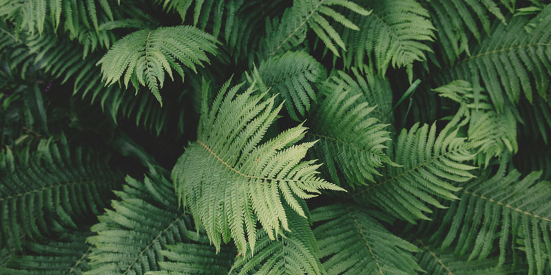 green forest leaves