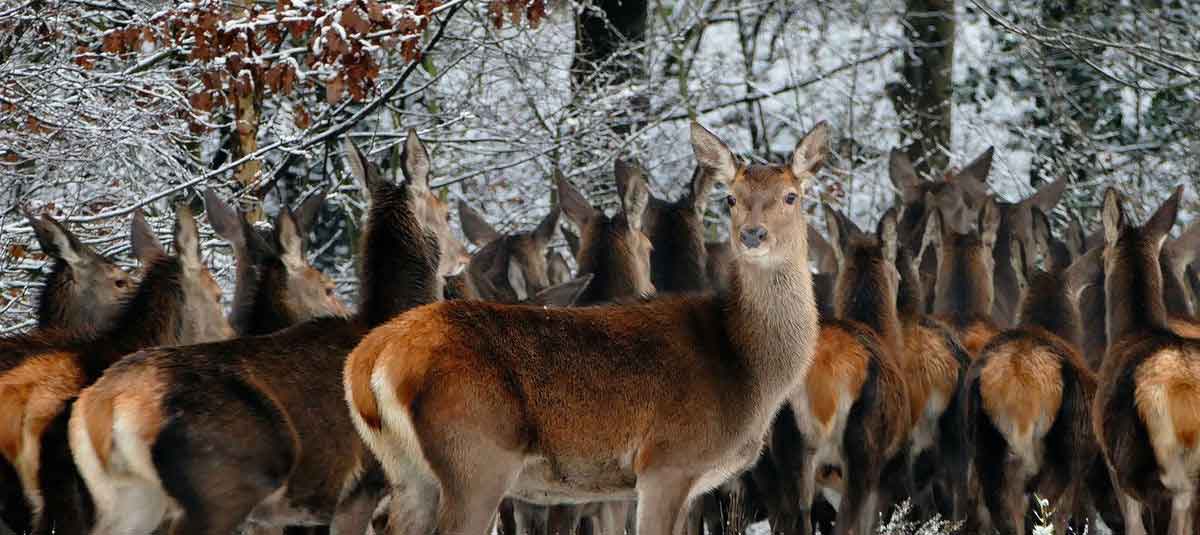 group of deer