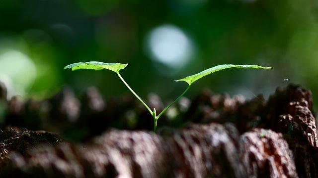 small plant growing