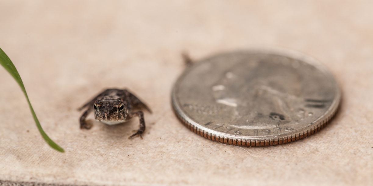 Frog and Quarter