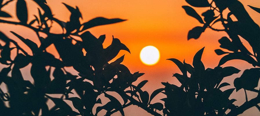 sunset through the leaves