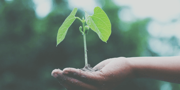 hand holding out a plant