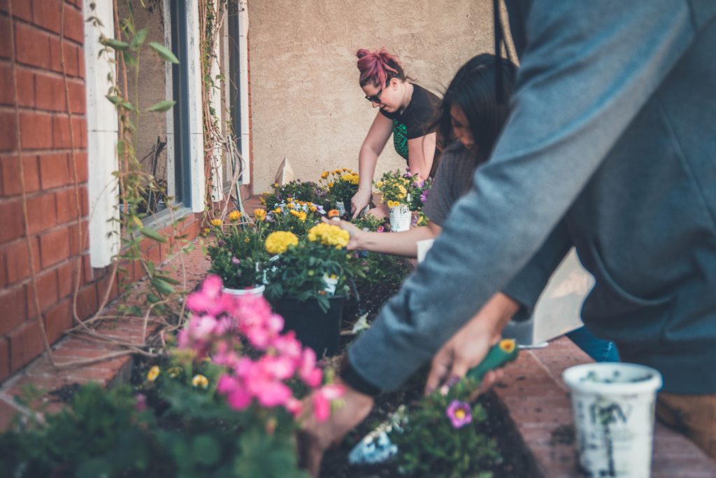 Plant Trees and Flowers