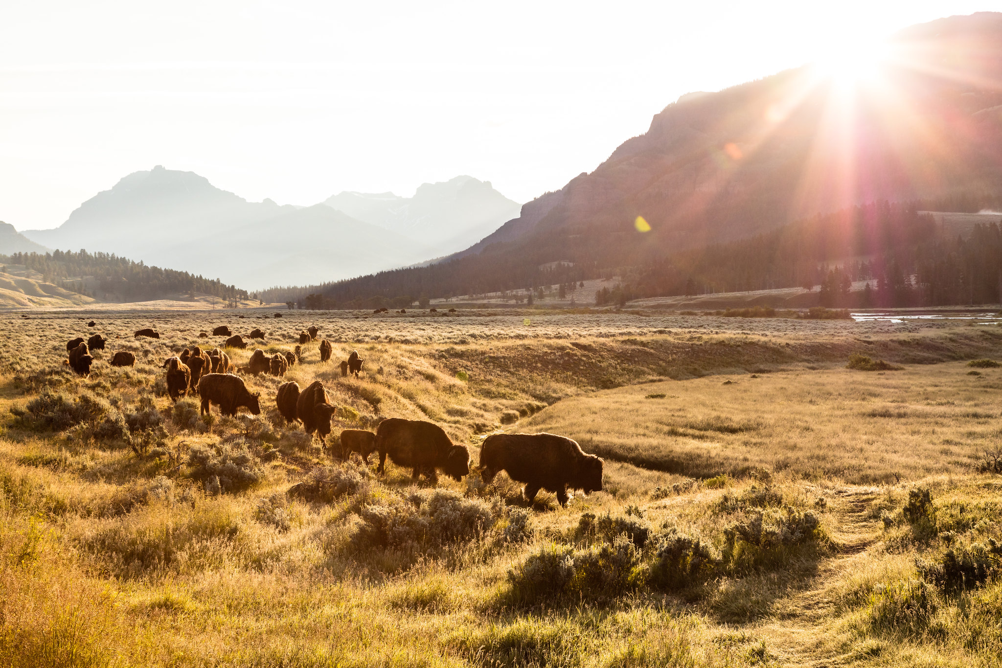 yellowstone-forever 