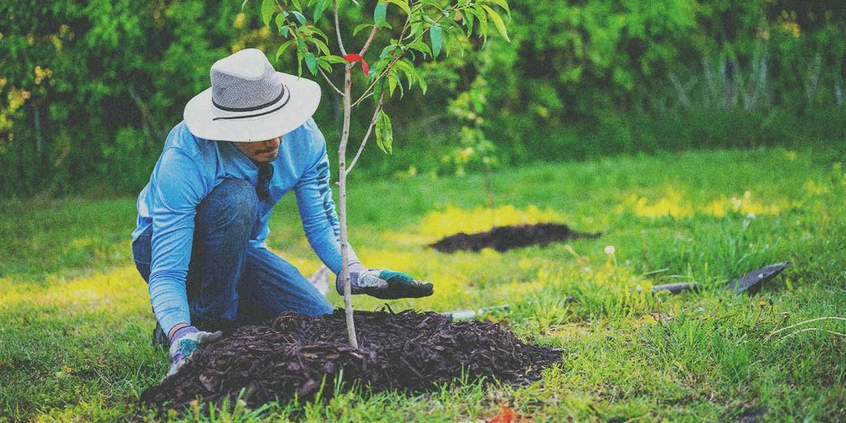 https://www.classy.org/wp-content/uploads/2023/03/blog_x-impressive-tree-planting-organizations-exceeding-expectations-1224x612.jpg